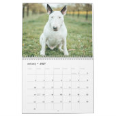 Bull Terrier calendrier 2026 (Jan 2027)