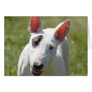 Bull Terrier dans le champ de Grassy