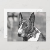 Bull Terrier Dog Briefkaart (Voorkant / Achterkant)