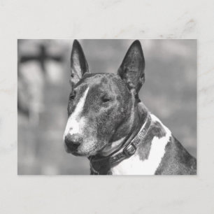 Bull Terrier Dog Briefkaart