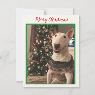 Bull Terrier-kerstkaart glimlachen