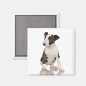 Bull Terrier Magnet (Recto/Verso)