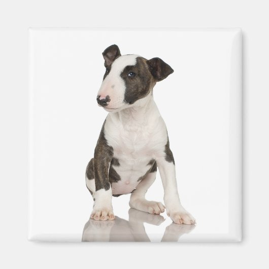 Bull Terrier Magnet (Devant)