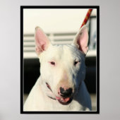 Bull Terrier poster (Voorkant)