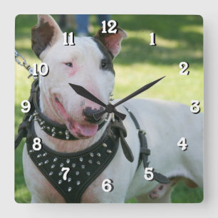Bull Terrier-vierkante klok