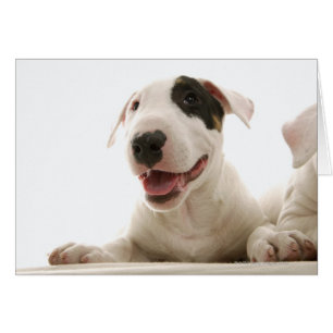 Bull Terriers