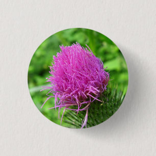 Bull Thistle Button