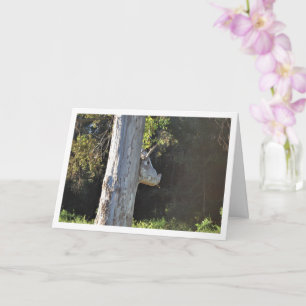 Bull Tree in Valencia, Spanje, Spaans Kaart