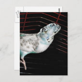 Bulldgie Briefkaart (Voorkant / Achterkant)