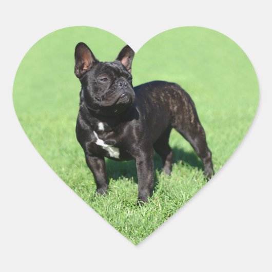 Bulldog 2 hart sticker (Voorkant)