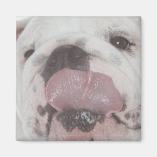 Bulldog 2 magneet