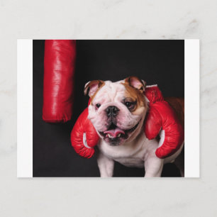 Bulldog Boxer Briefkaart