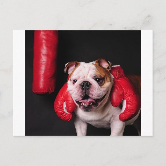 Bulldog Boxer Briefkaart (Voorkant)