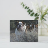 Bulldog carte postale (Debout devant)