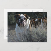 Bulldog carte postale (Devant / Derrière)