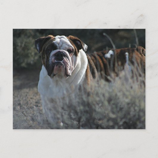 Bulldog carte postale (Devant)