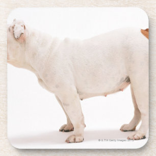 Bulldog Drankjes Onderzetter