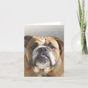 Bulldog Face - English Bulldog, Brown Kaart