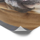 Bulldog Face - English Bulldog, Brown Poster (Hoek)