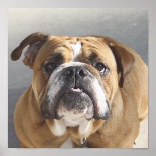 Bulldog Face - English Bulldog, Brown Poster