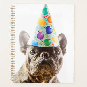 Bulldog français avec Casquette de parti