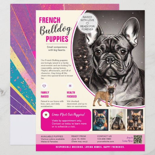 Bulldog français Flyer Violet (Devant / Derrière)