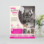 Bulldog français Flyer Violet (Debout devant)