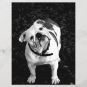 Bulldog français Flyer Violet (Dos)