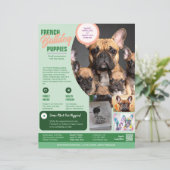 Bulldog français Flyer Violet (Debout devant)