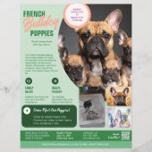 Bulldog français Flyer Violet (Devant)