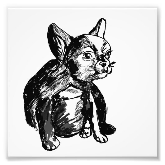 Bulldog French Buldog Photo Print Foto Afdruk (Voorkant)