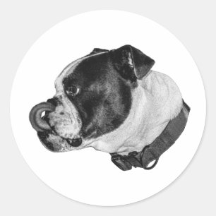 Bulldog gearceerde sticker
