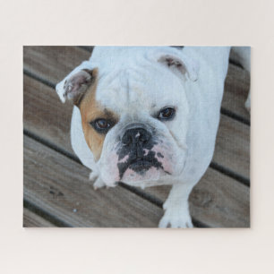 Bulldog gezicht  legpuzzel