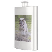 bulldog in het water flacon (Links)