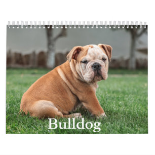 Bulldog Kalender