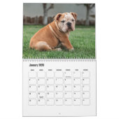 Bulldog Kalender (Jan 2026)