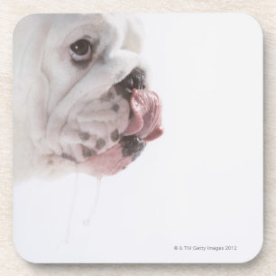 Bulldog Licking Bier Onderzetter