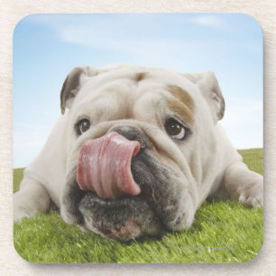 Bulldog Lying on Grass Licking Lips Bier Onderzetter