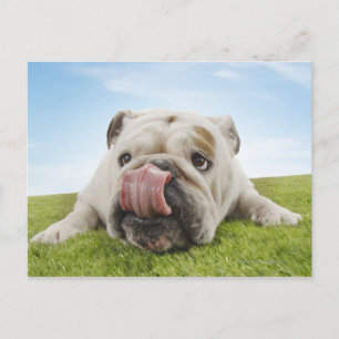 Bulldog Lying on Grass Licking Lips Briefkaart
