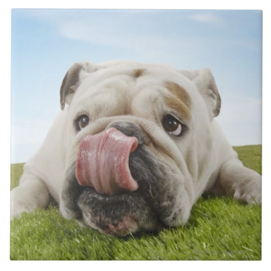 Bulldog Lying on Grass Licking Lips Tegeltje (Voorkant)