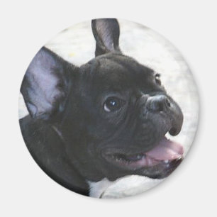 Bulldog magnet magneet