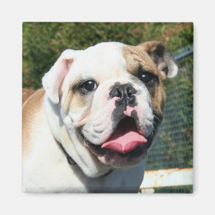 Bulldog magnet magneet