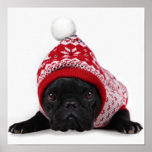 Bulldog met gekookte trui poster (Voorkant)