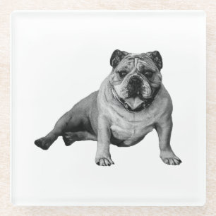 Bulldog Ontspanning Moment Glazen Onderzetter