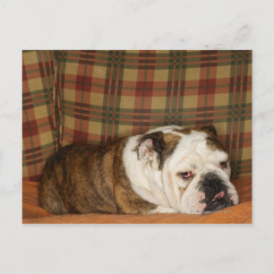bulldog op een bank briefkaart