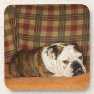 bulldog op een bank onderzetter