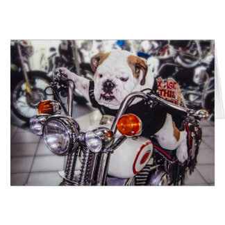 Bulldog op motorfiets