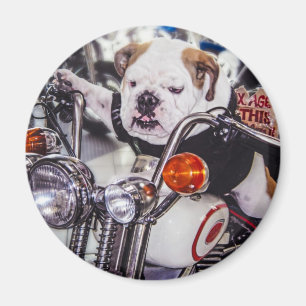 Bulldog op motorfiets magneet