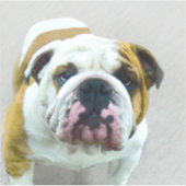 Bulldog Painting - Cute Original Dog Art Sticker (Voorkant)