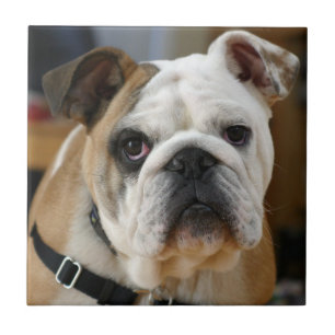 Bulldog.png Tegeltje